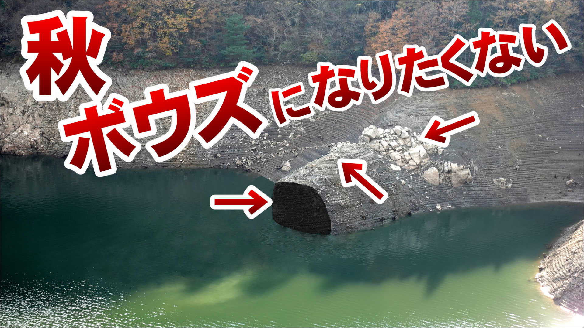 �{�E�Y�E�o!�H�̃o�X�̍D���ȏꏊ